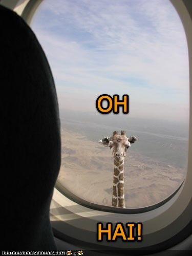 funny-pictures-giraffe-airplane-window.medium.jpg