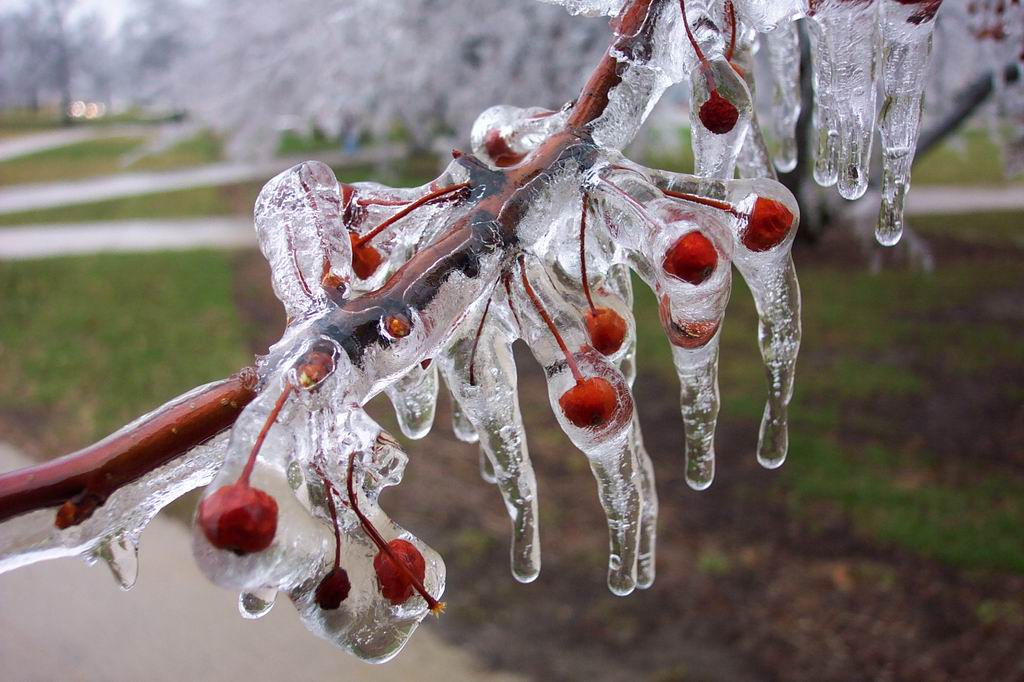 Frozen cherry trees 3.jpg