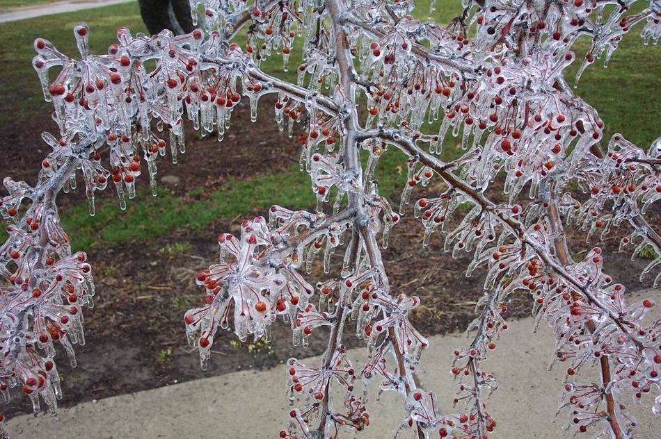 Frozen cherry trees 4.jpg