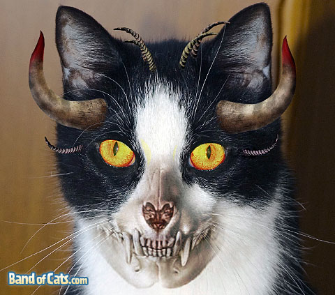 pictures-of-cats-halloween_skull-cat.jpg